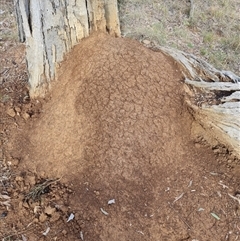 Nasutitermes exitiosus (Snouted termite, Gluegun termite) at Hackett, ACT - 4 Jun 2024 by DonFletcher