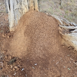 Nasutitermes exitiosus at Hackett, ACT - 4 Jun 2024