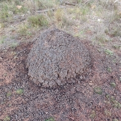 Nasutitermes exitiosus (Snouted termite, Gluegun termite) at Hackett, ACT - 4 Jun 2024 by DonFletcher