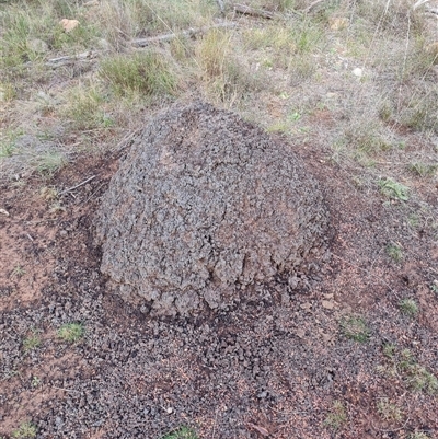 Nasutitermes exitiosus (Snouted termite, Gluegun termite) at Hackett, ACT - 4 Jun 2024 by DonFletcher