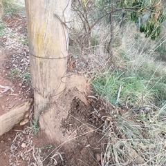 Nasutitermes exitiosus (Snouted termite, Gluegun termite) at Hackett, ACT - 4 Jun 2024 by DonFletcher