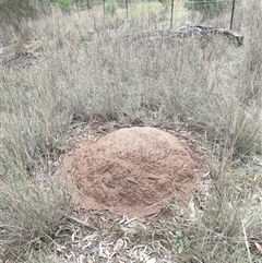 Nasutitermes exitiosus (Snouted termite, Gluegun termite) at Hackett, ACT - 4 Jun 2024 by DonFletcher