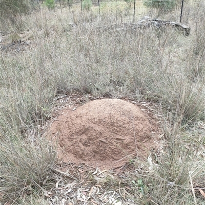 Nasutitermes exitiosus (Snouted termite, Gluegun termite) at Hackett, ACT - 4 Jun 2024 by DonFletcher