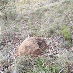 Nasutitermes exitiosus (Snouted termite, Gluegun termite) at Hackett, ACT - 4 Jun 2024 by DonFletcher