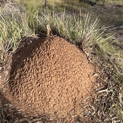 Nasutitermes exitiosus (Snouted termite, Gluegun termite) at O'Connor, ACT - 4 Jun 2024 by DonFletcher