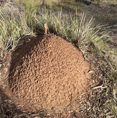 Nasutitermes exitiosus (Snouted termite, Gluegun termite) at O'Connor, ACT - 4 Jun 2024 by DonFletcher