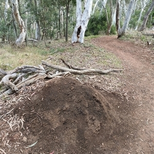 Nasutitermes exitiosus at Hackett, ACT - 4 Jun 2024