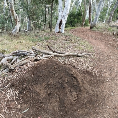 Nasutitermes exitiosus (Snouted termite, Gluegun termite) at Hackett, ACT - 4 Jun 2024 by DonFletcher