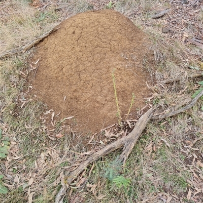 Nasutitermes exitiosus (Snouted termite, Gluegun termite) at Hackett, ACT - 4 Jun 2024 by DonFletcher