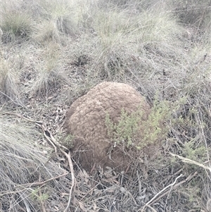 Nasutitermes exitiosus at Campbell, ACT - 4 Jun 2024