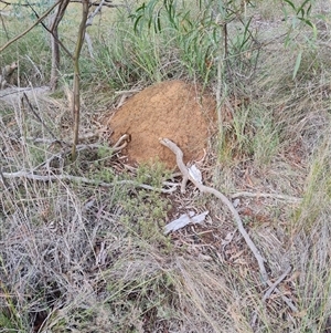 Nasutitermes exitiosus at Hackett, ACT - 4 Jun 2024