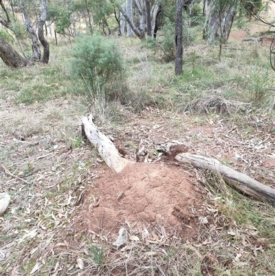 Nasutitermes exitiosus (Snouted termite, Gluegun termite) at Watson, ACT - 4 Jun 2024 by DonFletcher