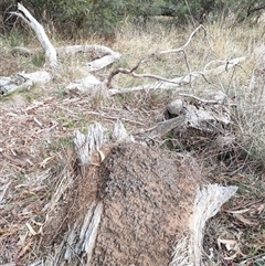 Nasutitermes exitiosus (Snouted termite, Gluegun termite) at Watson, ACT - 4 Jun 2024 by DonFletcher