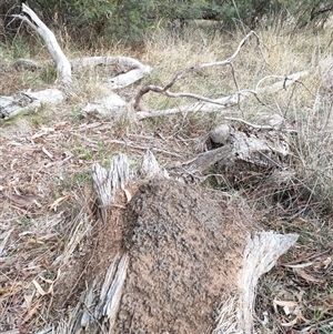 Nasutitermes exitiosus at Watson, ACT - suppressed