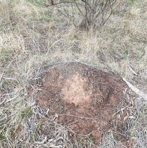 Nasutitermes exitiosus at Watson, ACT - suppressed