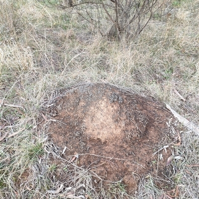 Nasutitermes exitiosus (Snouted termite, Gluegun termite) at Watson, ACT - 4 Jun 2024 by DonFletcher