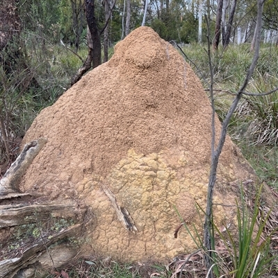 Coptotermes lacteus (Milk Termite) at O'Connor, ACT - 4 Jun 2024 by DonFletcher