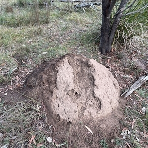 Nasutitermes exitiosus at O'Connor, ACT - suppressed