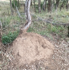 Nasutitermes exitiosus (Snouted termite, Gluegun termite) at Hackett, ACT - 4 Jun 2024 by DonFletcher