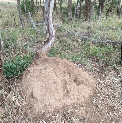 Nasutitermes exitiosus (Snouted termite, Gluegun termite) at Hackett, ACT - 4 Jun 2024 by DonFletcher