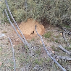 Nasutitermes exitiosus (Snouted termite, Gluegun termite) at Hackett, ACT - 4 Jun 2024 by DonFletcher