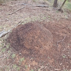 Nasutitermes exitiosus (Snouted termite, Gluegun termite) at Hackett, ACT - 4 Jun 2024 by DonFletcher