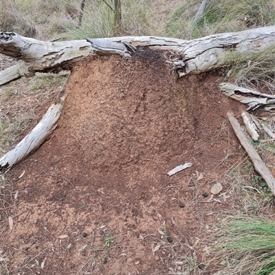 Nasutitermes exitiosus (Snouted termite, Gluegun termite) at Hackett, ACT - 4 Jun 2024 by DonFletcher