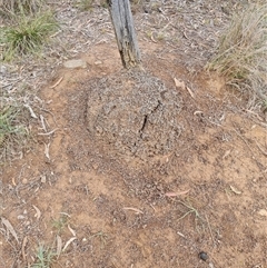 Nasutitermes exitiosus (Snouted termite, Gluegun termite) at Hackett, ACT - 4 Jun 2024 by DonFletcher