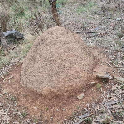 Nasutitermes exitiosus (Snouted termite, Gluegun termite) at Hackett, ACT - 4 Jun 2024 by DonFletcher