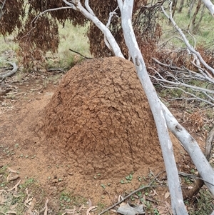 Nasutitermes exitiosus at Hackett, ACT - 4 Jun 2024