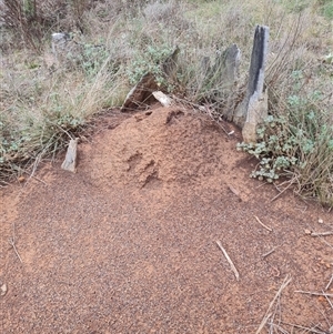 Nasutitermes exitiosus at Hackett, ACT - 4 Jun 2024