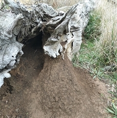 Nasutitermes exitiosus (Snouted termite, Gluegun termite) at Watson, ACT - 4 Jun 2024 by DonFletcher