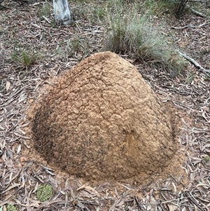 Nasutitermes exitiosus at Bruce, ACT - suppressed