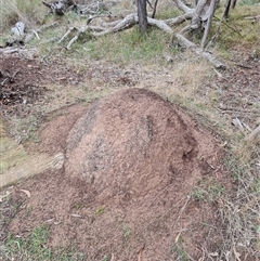 Nasutitermes exitiosus (Snouted termite, Gluegun termite) at Hackett, ACT - 4 Jun 2024 by DonFletcher