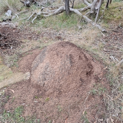 Nasutitermes exitiosus (Snouted termite, Gluegun termite) at Hackett, ACT - 4 Jun 2024 by DonFletcher