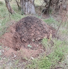 Nasutitermes exitiosus (Snouted termite, Gluegun termite) at Hackett, ACT - 4 Jun 2024 by DonFletcher