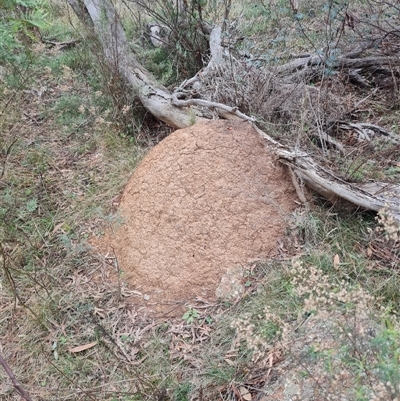 Nasutitermes exitiosus (Snouted termite, Gluegun termite) at Hackett, ACT - 4 Jun 2024 by DonFletcher