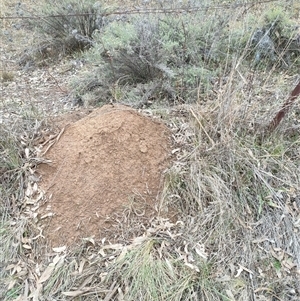 Nasutitermes exitiosus at Hackett, ACT - 4 Jun 2024