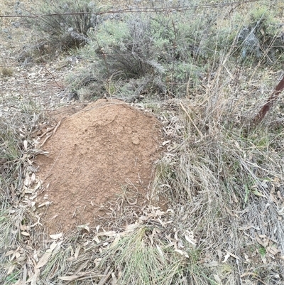 Nasutitermes exitiosus (Snouted termite, Gluegun termite) at Hackett, ACT - 4 Jun 2024 by DonFletcher