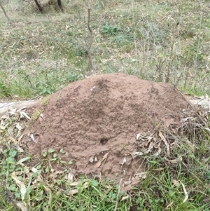 Nasutitermes exitiosus at Hackett, ACT - suppressed