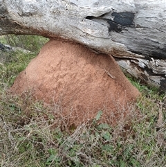 Nasutitermes exitiosus (Snouted termite, Gluegun termite) at Hackett, ACT - 4 Jun 2024 by DonFletcher