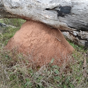 Nasutitermes exitiosus at Hackett, ACT - suppressed