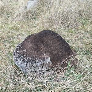 Nasutitermes exitiosus at Watson, ACT - suppressed