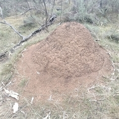 Nasutitermes exitiosus (Snouted termite, Gluegun termite) at Ainslie, ACT - 4 Jun 2024 by DonFletcher