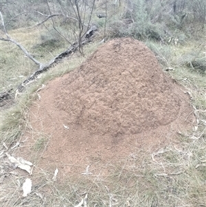 Nasutitermes exitiosus at Ainslie, ACT - 5 Jun 2024