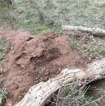 Nasutitermes exitiosus (Snouted termite, Gluegun termite) at Watson, ACT - 4 Jun 2024 by DonFletcher