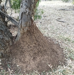 Nasutitermes exitiosus (Snouted termite, Gluegun termite) at Watson, ACT - 5 Jun 2024 by DonFletcher
