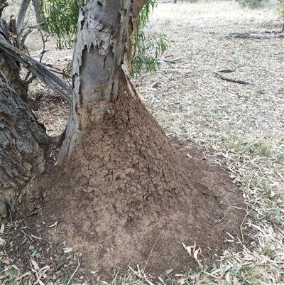 Nasutitermes exitiosus (Snouted termite, Gluegun termite) at Watson, ACT - 4 Jun 2024 by DonFletcher