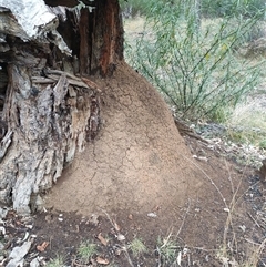 Nasutitermes exitiosus (Snouted termite, Gluegun termite) at Hackett, ACT - 4 Jun 2024 by DonFletcher