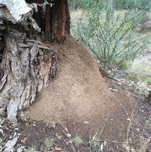 Nasutitermes exitiosus at Hackett, ACT - 5 Jun 2024